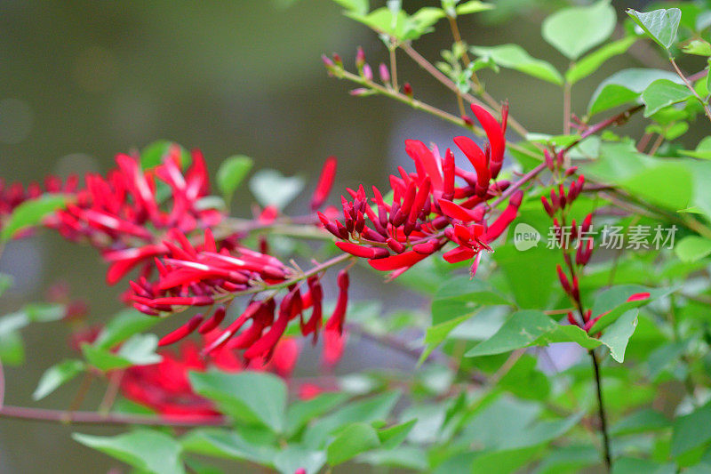 珊瑚树花/ Erythrina x Bidwillii